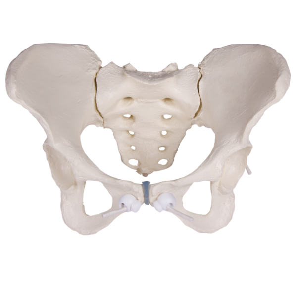 Beckenmodell, bei dem die Anatomie des Beckens veranschaulicht wird.