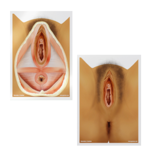 Eine mittelbraune Vulva wird einmal mit der äußeren Anatomie und einmal mit ihren perinealen Muskeln dargestellt. 